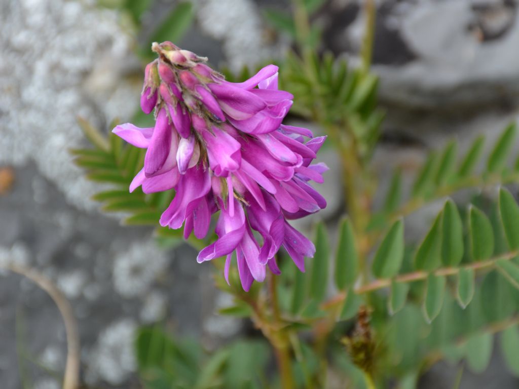 Hedysarum hedysaroides / Sulla alpina